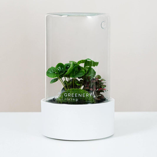 Flaschengarten Midori